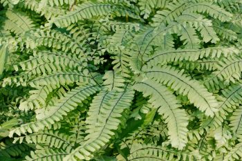 Adiantum pedatum (Northern Maidenhair Fern)