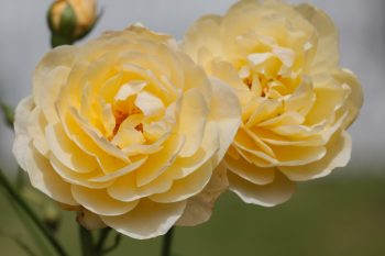 Rose 'Graham Thomas'