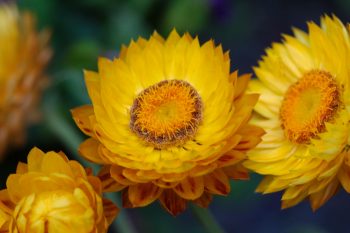 <em>Xerochrysum bracteatum</em> ‘Sundaze Golden Beauty’