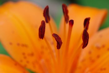 Asiatic Lily