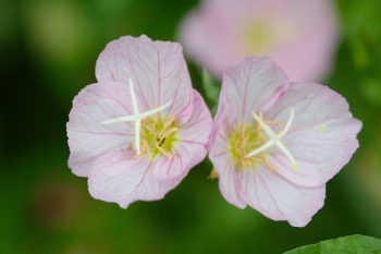 Oenothera speciosa (Pink Evening Primrose)