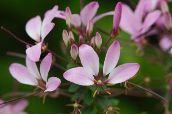 Cleome ‘Señorita Rosalita’