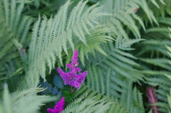 Astilbe and Dryopteris