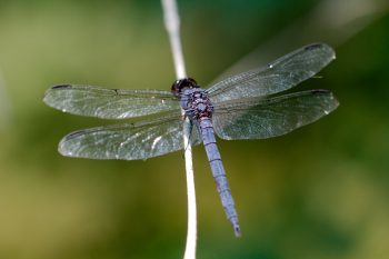 Male Eastern Pondhawk (Erythemis simplicicollis)