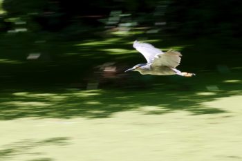 Black-crowned Night-Heron (Nycticorax nycticorax)