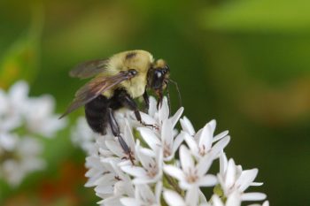 Eastern Bumblebee (<em>Bombus impatiens</em>)