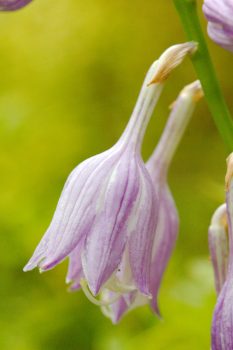 Hosta Flowers