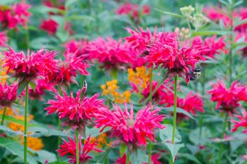 Monarda didyma, Asclepias tuberosa, and Bombus impatiens