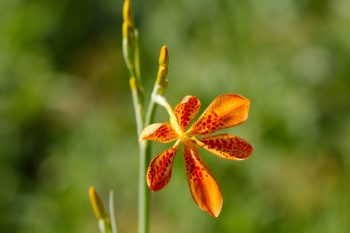 Iris domestica