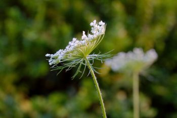 Queen Anne's Lace