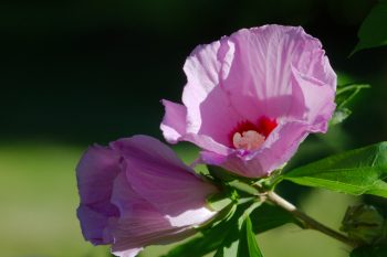 Rose of Sharon, Hibiscus syriacus