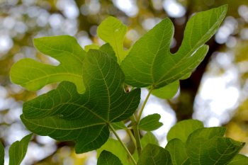 Ficus carica