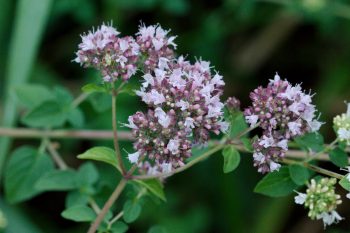 Oregano Flowers (Origanum vulgare)