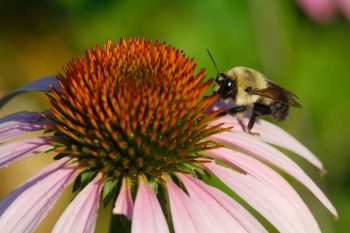 Bumble Bee on Coneflower