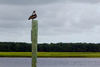 Brown Pelican (Pelecanus occidentalis)