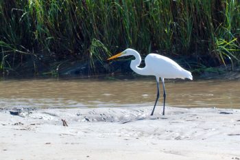 Great Egret (Ardea alba)