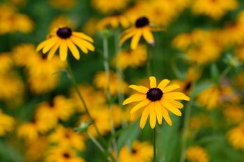 Black-eyed Susan