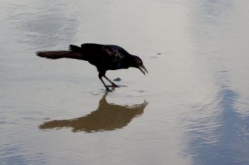 Grackle Eating a Clam