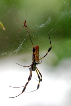 Nephila clavipes (Golden Silk Orbweaver)