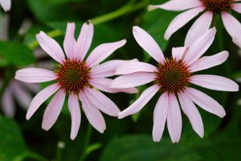 Purple Coneflower