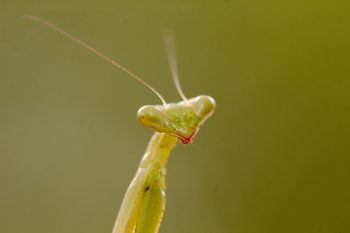 Praying Mantis