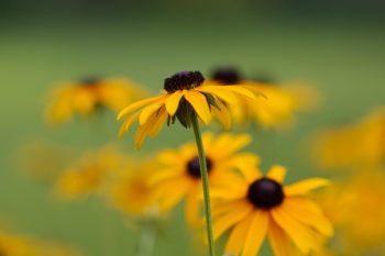 Rudbekia