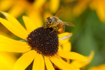 Honey Bee on Rudbekia Flower