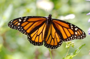 Monarch (<em>Danaus plexippus</em>)