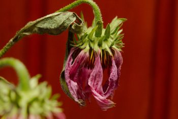 Wilting Coneflower