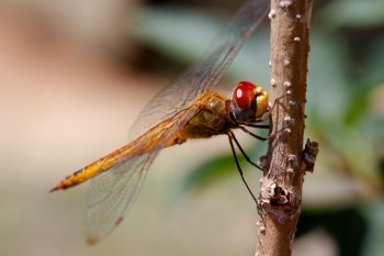 Wandering Glider (Pantala flavescens)