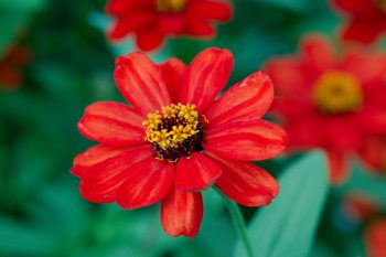 Deep Orange Zinnia