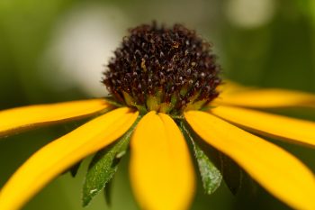 Black-eyed Susan