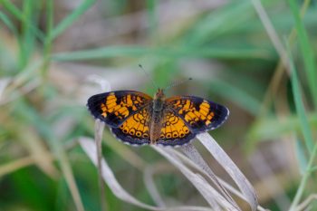 Pearl Crescent (Phyciodes tharos)