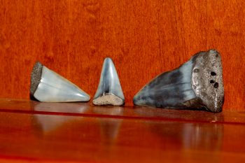 Sharks' Teeth