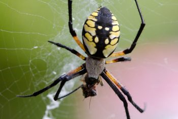 Black-and-Yellow Argiope (Argiope aurantia)