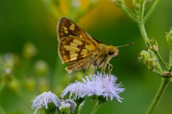 Peck's Skipper (Polites peckius)