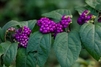 Callicarpa americana (Beautyberry)