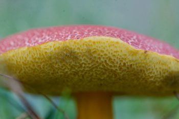 Hortiboletus rubellus