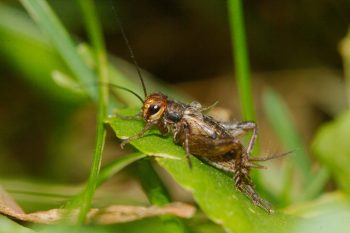 Small Cricket