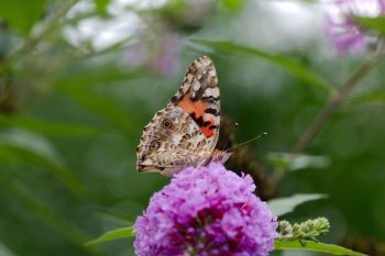 Painted Lady (Vanessa cardui)