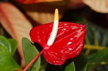 Anthurium andraeanum