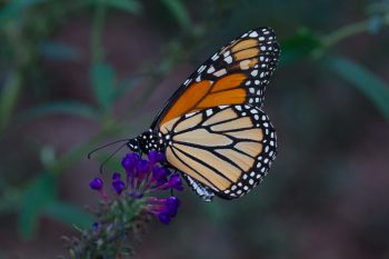 Monarch (Danaus plexippus)