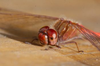 Red Dragonfly