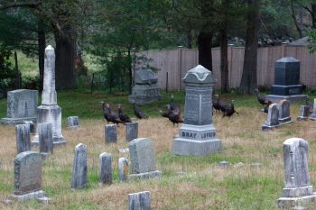 Turkeys in a Cemetery