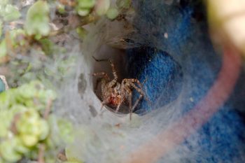 Funnel Weaver (genus Agelenopsis)