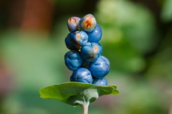 Mile-a-Minute Vine (Polygonum perfoliatum)