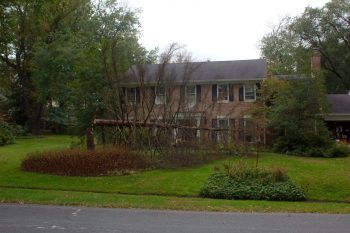 Felled Colorado Spruce