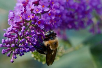 Eastern Carpenter Bee (Xylocopa virginica)