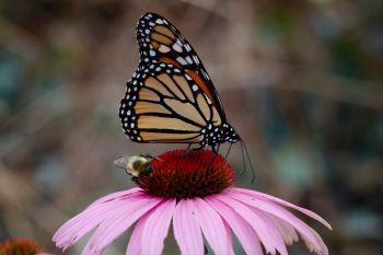 Monarch and Bumblebee