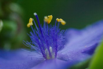 Tradescantia virginiana (Spiderwort)